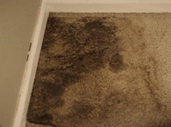 1844-junkrat-carpet-mold